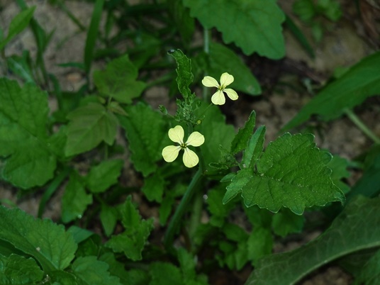 {Raphanus raphanistrum}